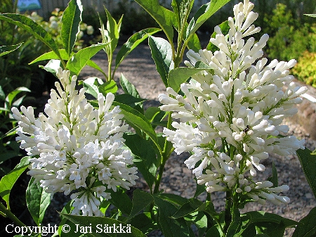 Isabellansyreeni (rungollinen) - prestonsyren - Syringa Preston-Ryhmä 'Holger'